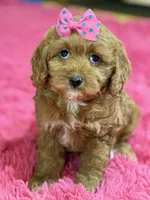 Lily, a female Cavapoo and Cavalier King Charles Spaniel for sale in Marshfield, MO – 3 of 10
