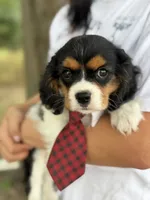 Tim, a male Cavalier King Charles Spaniel for sale in Marshfield, MO – 2 of 10