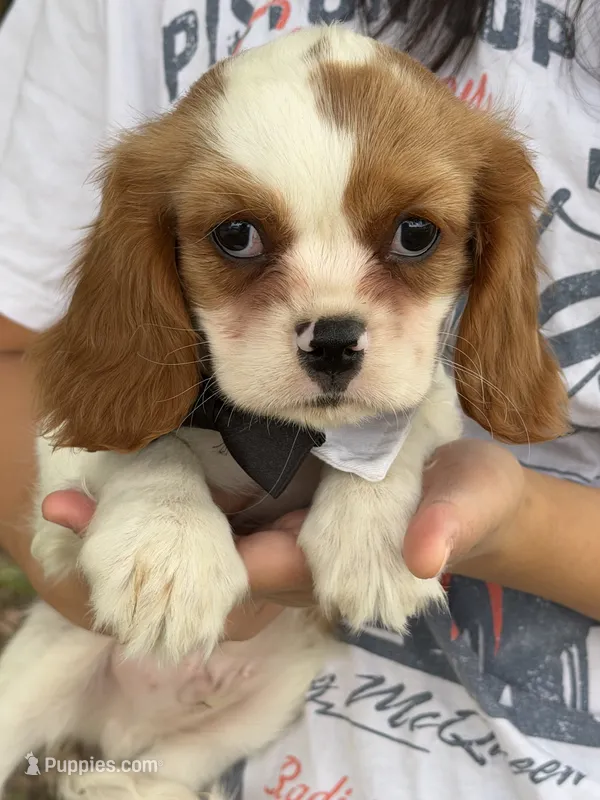 Johnny – Cavalier King Charles Spaniel puppy for sale in Marshfield, MO