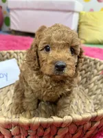 Toby , a male Cavapoo and Cavalier King Charles Spaniel for sale in Marshfield, MO – 5 of 10
