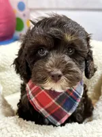 Hershey, a male Cavapoo and Cavalier King Charles Spaniel for sale in Marshfield, MO – 3 of 10