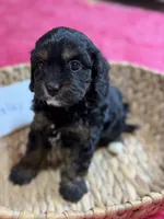 Paisley, a female Cavapoo and Cavalier King Charles Spaniel for sale in Marshfield, MO – 9 of 10