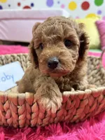Toby , a male Cavapoo and Cavalier King Charles Spaniel for sale in Marshfield, MO – 3 of 10