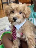 Max, a male Schnoodle for sale in Marshfield, MO – 5 of 10