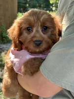 Joy, a female Cavapoo and Cavalier King Charles Spaniel for sale in Marshfield, MO – 9 of 10