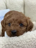 Opie, a male Cavapoo and Cavalier King Charles Spaniel for sale in Marshfield, MO – 3 of 10