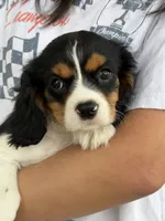 Ace , a male Cavalier King Charles Spaniel for sale in Marshfield, MO – 6 of 10