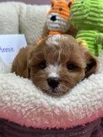 Annie , a female Cavapoo and Cavalier King Charles Spaniel for sale in Marshfield, MO – 5 of 10