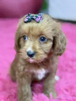 Lacy, a female Cavapoo and Cavalier King Charles Spaniel for sale in Marshfield, MO – 2 of 10