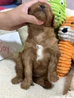 Joy, a female Cavapoo and Cavalier King Charles Spaniel for sale in Marshfield, MO – 5 of 5