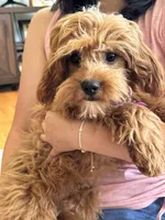 Rex , a male Cavapoo and Cavalier King Charles Spaniel for sale in Marshfield, MO – 5 of 10