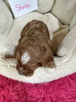 Shirley, a female Cavapoo and Cavalier King Charles Spaniel for sale in Marshfield, MO – 9 of 9