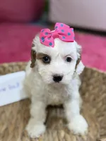 Snowball, a female Cavapoo and Cavalier King Charles Spaniel for sale in Marshfield, MO – 5 of 10