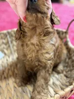 Wendy , a female Cavapoo and Cavalier King Charles Spaniel for sale in Marshfield, MO – 7 of 10