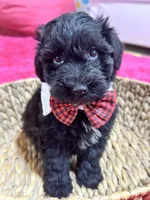 Martin , a male Schnoodle for sale in Marshfield, MO – 7 of 10