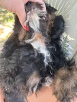 Billy , a male Cavapoo and Cavalier King Charles Spaniel for sale in Marshfield, MO – 10 of 10