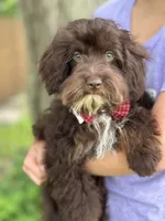 Rolo, a male Cavapoo for sale in Marshfield, MO – 3 of 10