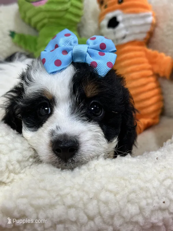 Daisy  – Cavapoo, Cavalier King Charles Spaniel puppy for sale in Marshfield, MO