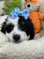 Daisy , a female Cavapoo and Cavalier King Charles Spaniel for sale in Marshfield, MO – 1 of 6