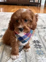 Jasper , a male Cavapoo and Cavalier King Charles Spaniel for sale in Marshfield, MO – 5 of 10