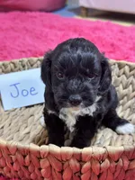 Joe, a male Cavapoo and Cavalier King Charles Spaniel for sale in Marshfield, MO – 4 of 7