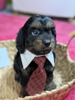 Winston, a male Cavapoo and Cavalier King Charles Spaniel for sale in Marshfield, MO – 5 of 10
