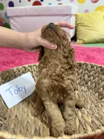 Toby , a male Cavapoo and Cavalier King Charles Spaniel for sale in Marshfield, MO – 10 of 10