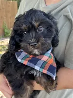 Gabe , a male Cavapoo and Cavalier King Charles Spaniel for sale in Marshfield, MO – 3 of 10