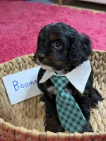 Boomer, a male Cavapoo and Cavalier King Charles Spaniel for sale in Marshfield, MO – 6 of 9