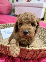 Toby , a male Cavapoo and Cavalier King Charles Spaniel for sale in Marshfield, MO – 9 of 10