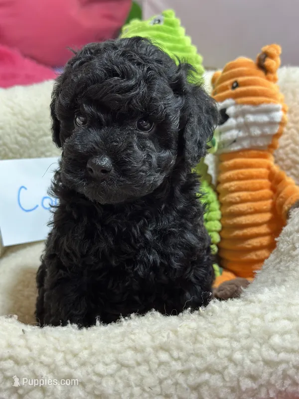 Cody – Cavapoo, Cavalier King Charles Spaniel puppy for sale in Marshfield, MO