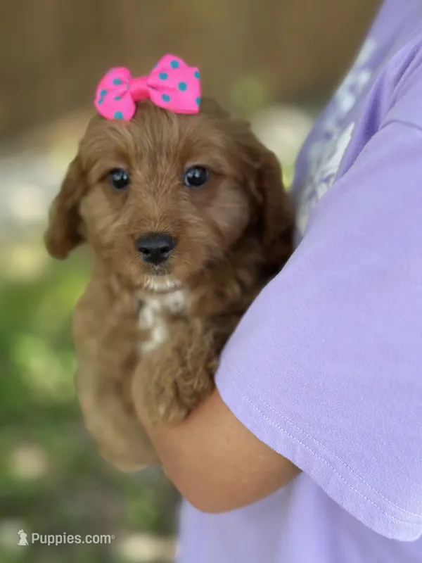Nutmeg – Cavapoo, Cavalier King Charles Spaniel puppy for sale in Marshfield, MO