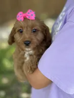 Nutmeg, a female Cavapoo and Cavalier King Charles Spaniel for sale in Marshfield, MO – 1 of 10