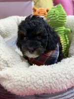 Jacob, a male Cavapoo and Cavalier King Charles Spaniel for sale in Marshfield, MO – 4 of 7