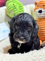 Timmy, a male Cavapoo and Cavalier King Charles Spaniel for sale in Marshfield, MO – 2 of 10