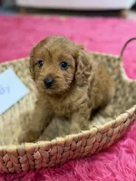 Wendy , a female Cavapoo and Cavalier King Charles Spaniel for sale in Marshfield, MO – 3 of 10