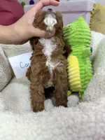 Carl, a male Cavapoo and Cavalier King Charles Spaniel for sale in Marshfield, MO – 10 of 10