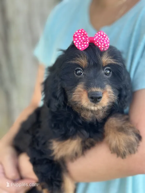 Bella  – Cavapoo, Cavalier King Charles Spaniel puppy for sale in Marshfield, MO