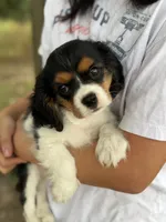Tim, a male Cavalier King Charles Spaniel for sale in Marshfield, MO – 5 of 10