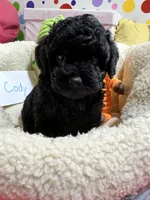 Cody, a male Cavapoo and Cavalier King Charles Spaniel for sale in Marshfield, MO – 10 of 10