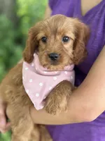 Ruby, a female Cavapoo and Cavalier King Charles Spaniel for sale in Marshfield, MO – 2 of 8