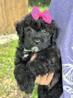 Olive, a female Schnoodle for sale in Marshfield, MO – 8 of 10