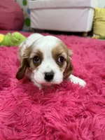 Jake , a male Cavalier King Charles Spaniel for sale in Marshfield, MO – 6 of 10
