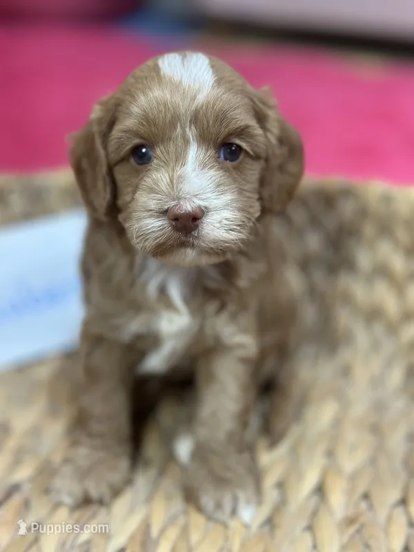 Ruben  – Cavapoo, Cavalier King Charles Spaniel puppy for sale in Marshfield, MO