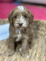 Ruben , a male Cavapoo and Cavalier King Charles Spaniel for sale in Marshfield, MO – 1 of 8
