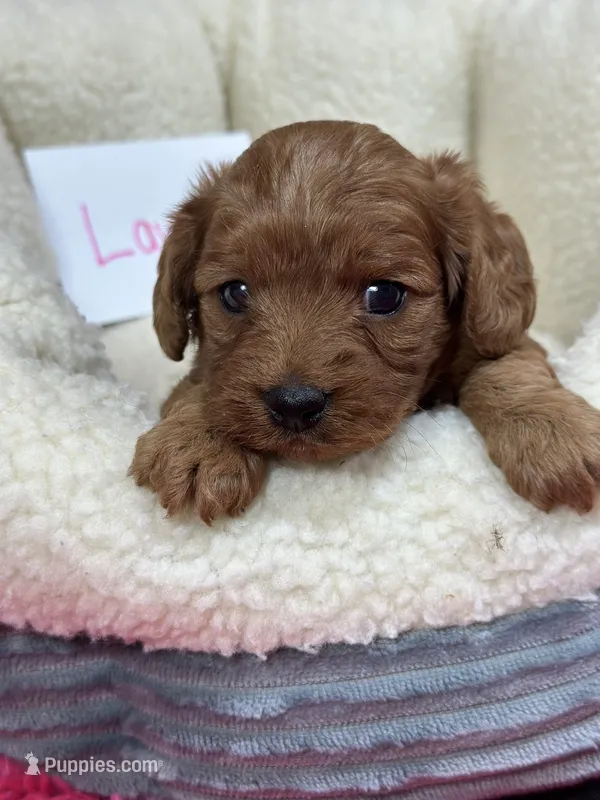 Lavern  – Cavapoo, Cavalier King Charles Spaniel puppy for sale in Marshfield, MO