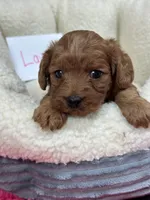 Lavern , a female Cavapoo and Cavalier King Charles Spaniel for sale in Marshfield, MO – 1 of 5