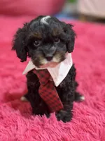 Gabriel , a male Cavapoo and Cavalier King Charles Spaniel for sale in Marshfield, MO – 5 of 10