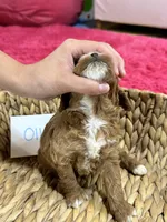 Ollie, a male Cavapoo and Cavalier King Charles Spaniel for sale in Missouri, MO – 5 of 7
