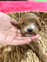 Ollie, a male Cavapoo and Cavalier King Charles Spaniel for sale in Missouri, MO – 6 of 7